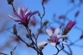 Terry pink magnolia on a background of blue sky blooms in clear weather in spring. Tree with pink flowers, gentle multilobal Royalty Free Stock Photo