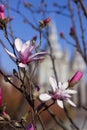 Terry pink magnolia blossoms against the background of an old church in spring, background. Multi-petal magnolia in Vinnitsya Royalty Free Stock Photo