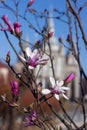Terry pink magnolia blossoms against the background of an old church in spring, background. Multi-petal magnolia in Vinnitsya Royalty Free Stock Photo
