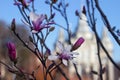 Terry pink magnolia blossoms against the background of an old church in spring, background. Multi-petal magnolia in Vinnitsya Royalty Free Stock Photo