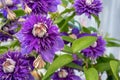 terry purple clematis Multi blue Beautiful terry clematis flowers close-up. a large flower with purple petals with green Royalty Free Stock Photo