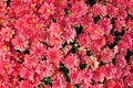 Terry red chrysanthemums bloom on a flowerbed in a park close-up. Royalty Free Stock Photo