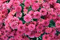 Terry red chrysanthemums bloom on a flowerbed in a park close-up. Royalty Free Stock Photo