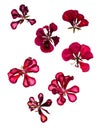 Terry red decorative geranium perspective, dry pressed delicate
