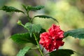 Terry red hibiscus flower Royalty Free Stock Photo