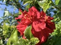 Terry Red Hibiscus Flower closeup lat.- Hibiscus Royalty Free Stock Photo