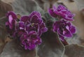 Terry violet volumetric indoor violet with a lilac border. Grade Ward Brown.