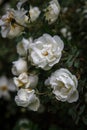 Terry white rosehip flowers