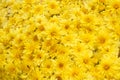 Terry yellow chrysanthemums bloom on a flowerbed in a park close-up. Royalty Free Stock Photo