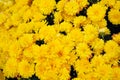 Terry yellow chrysanthemums bloom on a flowerbed in a park close-up. Royalty Free Stock Photo