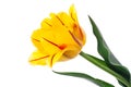 Terry yellow tulip with red stripe, isolated on white background Royalty Free Stock Photo