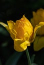 Terry yellow tulips. Beautiful yellow tulip on green background Royalty Free Stock Photo