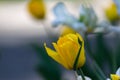 Terry yellow tulips. Beautiful yellow tulip on green background Royalty Free Stock Photo