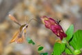 Tersa Sphinx Moth - Xylophanes tersa - flying and eating nectar from a red Shrimp Plant - Justicia brandegeeana