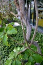 Tertastigma voinerianum stem climber climbing 10m high masive stem trunk green gray glass house