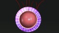 Tertiary Chorionic Villi