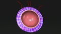 Tertiary Chorionic Villi