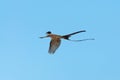 Tesourinha bird flying with a blue background.