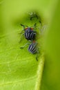 Tessaratoma papillosa. bug, plant pest, agriculture in Taiwan, insect, Asia, nature, vertical