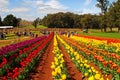 Tesselaar Tulip Festival in Victoria, Australia Royalty Free Stock Photo