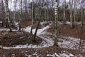 Birch forest in early Spring
