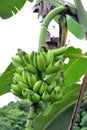 TEST QUALITY OF FRESH BANANA IN NATURE