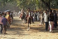 Test Riding Horses in India