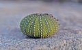 Close up of a Test of Sea urchin on the shoreline Royalty Free Stock Photo