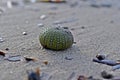 Test of Sea urchin on the shoreline Royalty Free Stock Photo