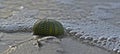 Test of Sea urchin on the shoreline Royalty Free Stock Photo