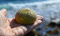 Test (shell) of Purple sea urchin (Paracentrotus lividus) on the hand on a blurred ocean water background. Royalty Free Stock Photo