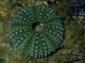 Test (shell) of Purple sea urchin, Rock sea urchin (Paracentrotus lividus) close-up undersea Royalty Free Stock Photo