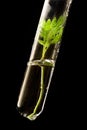 Test tube Royalty Free Stock Photo