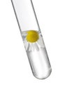 Test tube with chamomile flower on white. Essential oil extraction Royalty Free Stock Photo