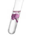 Test tube with lilac flower on white background. Essential oil extraction Royalty Free Stock Photo