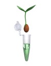 Test Tube and Plant Royalty Free Stock Photo