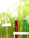 Test tubes with colored liquids in grass on abstract green. Royalty Free Stock Photo