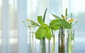 Test tubes of different essential oils with plants against light background Royalty Free Stock Photo