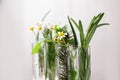 Test tubes of different essential oils with plants against light background Royalty Free Stock Photo