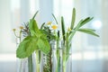 Test tubes of different essential oils with plants against light background Royalty Free Stock Photo