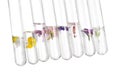 Test tubes with different flowers on white background. Essential oil extraction Royalty Free Stock Photo