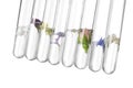 Test tubes with different flowers on white background. Essential oil extraction Royalty Free Stock Photo