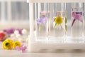 Test tubes with different flowers on white wooden table, closeup. Essential oil extraction Royalty Free Stock Photo