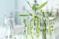 Test tubes with different plants in laboratory, closeup