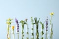 Test tubes with different plants on blue background