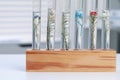 Test tubes with different plants on white table in laboratory, closeup Royalty Free Stock Photo