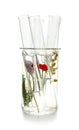 Test tubes with flowers in glass flask, isolated on white Royalty Free Stock Photo