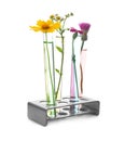 Test tubes with flowers in holder on white background Royalty Free Stock Photo