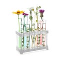 Test tubes with flowers in holder on white background Royalty Free Stock Photo