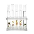 Test tubes with flowers in rack on white background Royalty Free Stock Photo